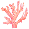 pink coral growth image.